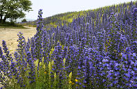 Bl�eld p� H�llarna