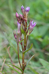 Tidig �ngsgentiana