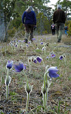 Vandring bland gotlandssippor