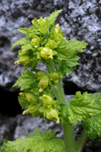 V�rflen�rt