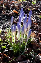 Sn�krokus