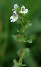 Svensk �gontr�st